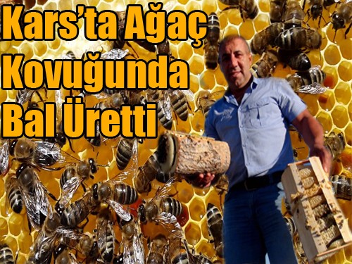 Ağaç Kovuğunda Bal