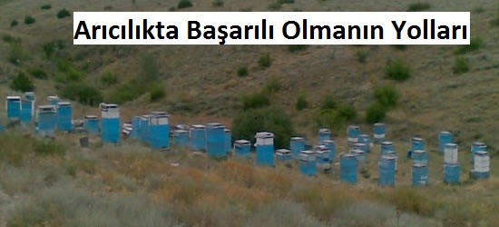 Arıcılıkta Başarılı Olmanın Yolları