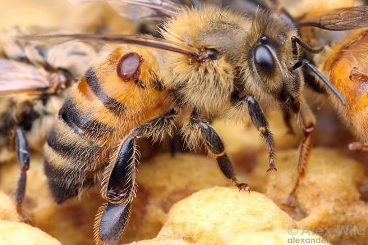 Varroa ile Mücadele Zamanı