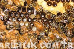 Beekeeping Pictures