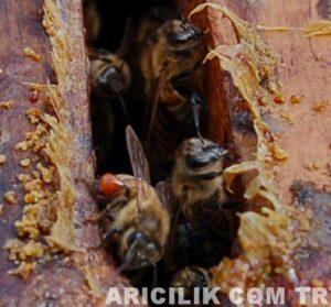 arıların propolis taşıması