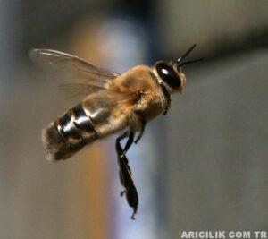erkek arı 1