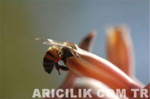 işçi arı nektar