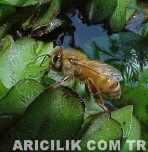 işçi arıların su taşıması