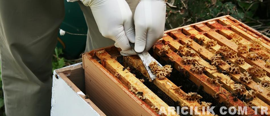 Propolis ile bal ne yardımcı olur Herkese faydalı mı Propolis ile bal ne yardımcı olur Herkese faydalı mı