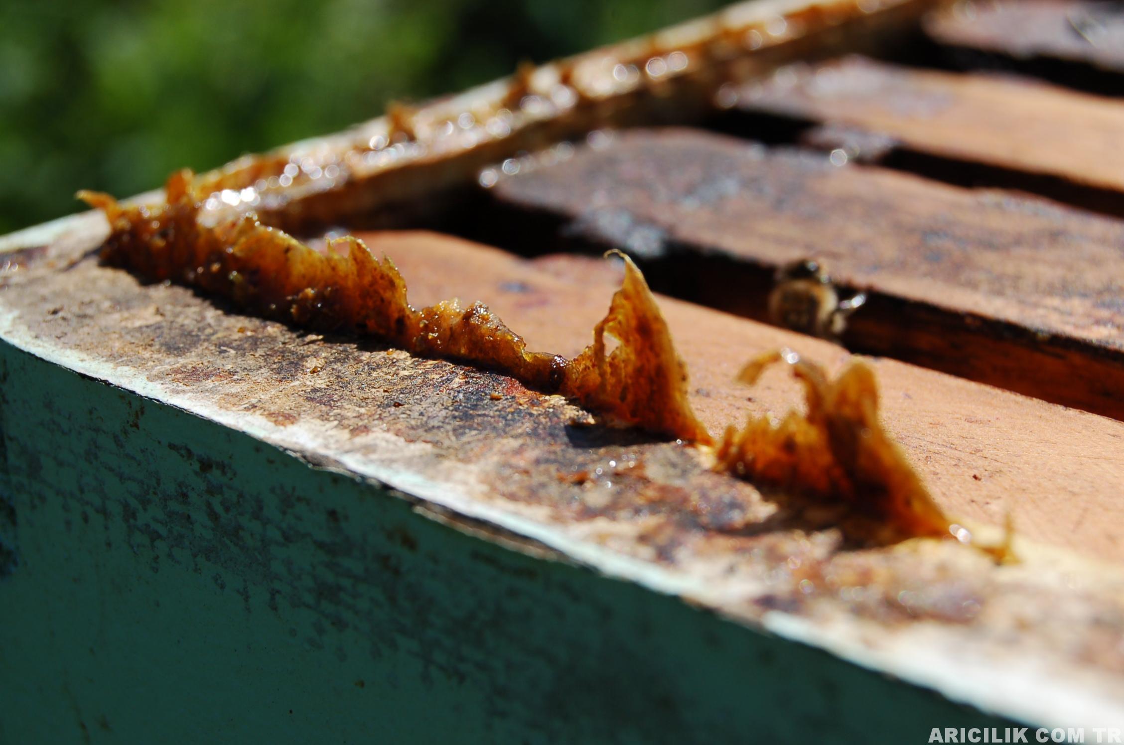 Propolis Nedir, Faydaları Nelerdir Propolis Nedir, Faydaları Nelerdir
