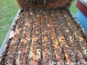 arıların yaz bakımı 2