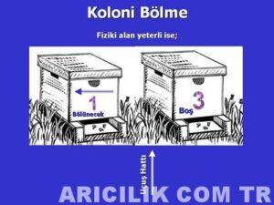 arı bölme 1