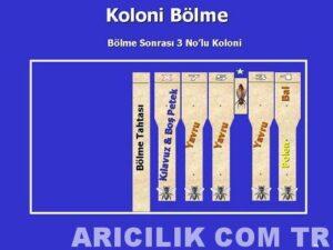 arı bölme 2