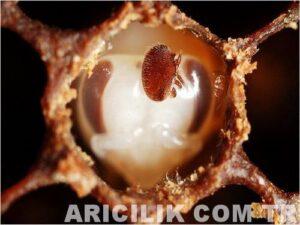 varroa nedir 1