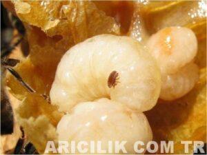 varroa nedir 2