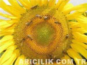 varroa nedir 3