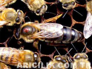 ana arı varroa