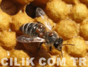 varroa hastalığı nasıl bulaşır