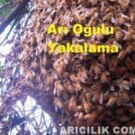 arı oğulu yakalama