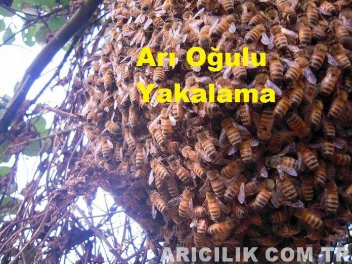 arı oğulu yakalama