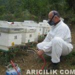 oksalik asit i̇le varroa mücadelesi