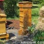 perone arı kovanı resimleri