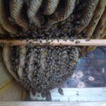 perone arı kovanı resimleri