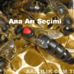 Ana Arı Kalitesini Etkileyen Faktörler: Koloninin Kalbini Güçlendirmek ana arı seçimi