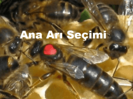 Ana Arı Kalitesini Etkileyen Faktörler: Koloninin Kalbini Güçlendirmek ana arı seçimi
