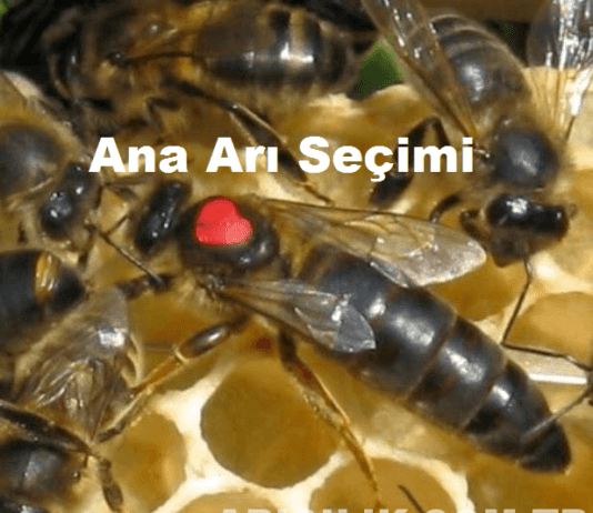 Ana Arı Kalitesini Etkileyen Faktörler: Koloninin Kalbini Güçlendirmek ana arı seçimi