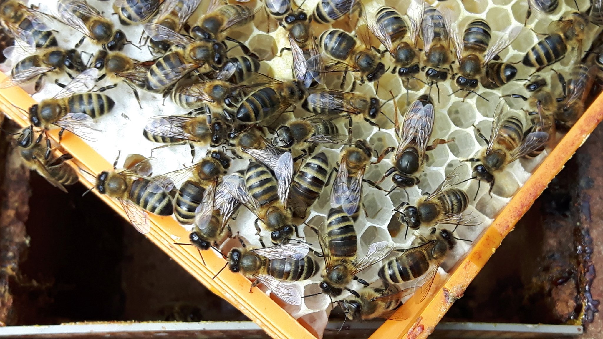 anadolu arı ırkı ve özellikleri