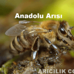 Anadolu Arısı anadolu arısı resim