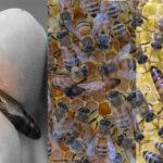 arı ırkları ve özellikleri