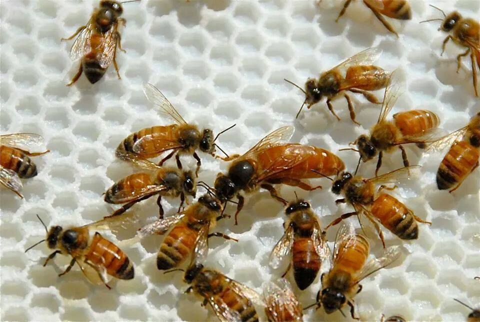 italyan arı ırkı ve özellikleri