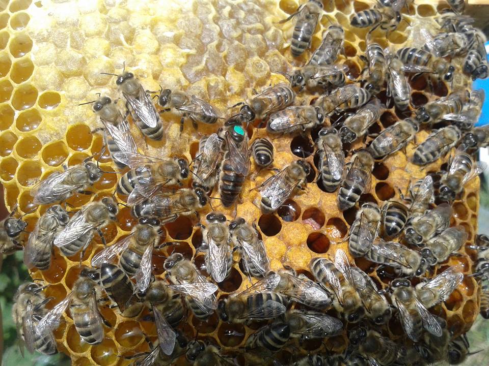 kafkas arı ırkı ve özellikleri