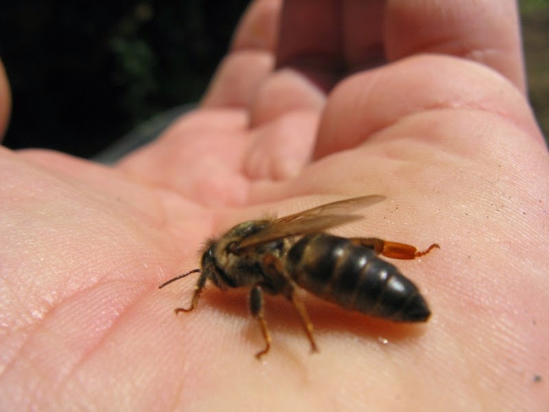 karniyol arı ırkı ve özellikleri