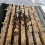 arılarla 2015 yılı kar manzaraları
