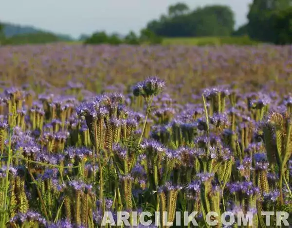Arı Otu Fazelya 9 jpg Arı Otu Fazelya 9 jpg