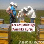 Arı Yetiştiriciliği Arıcılık Kursu