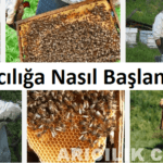 Arıcılığa Nasıl Başlanır