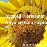 Ayçiçeği Tarlasının Arıya ve Bala Faydası