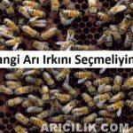 Hangi Arı Irkını Seçmeliyim
