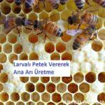 Larvalı Petek Vererek Ana Arı Üretme