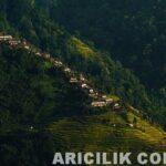 nepallı arıcıların arılardan bal alması