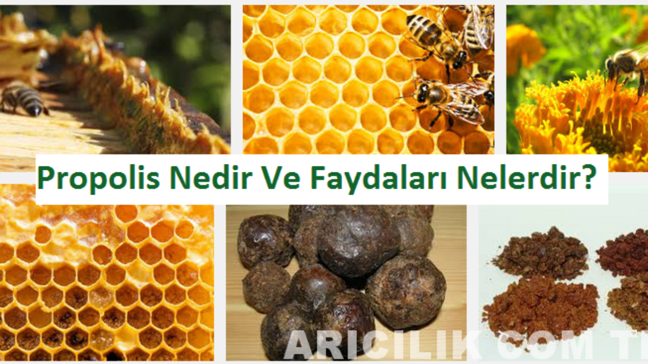 Propolis Nedir Nasil Elde Edilir Propolis Nasil Kullanilmalidir Saglik Haberleri