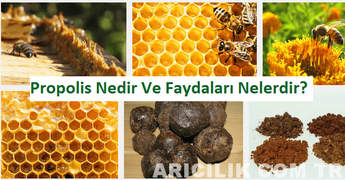 Propolis ile bal ne yardımcı olur Herkese faydalı mı Propolis ile bal ne yardımcı olur Herkese faydalı mı