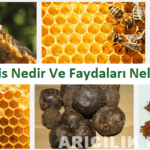 Propolis Nedir Ve Faydaları Nedir