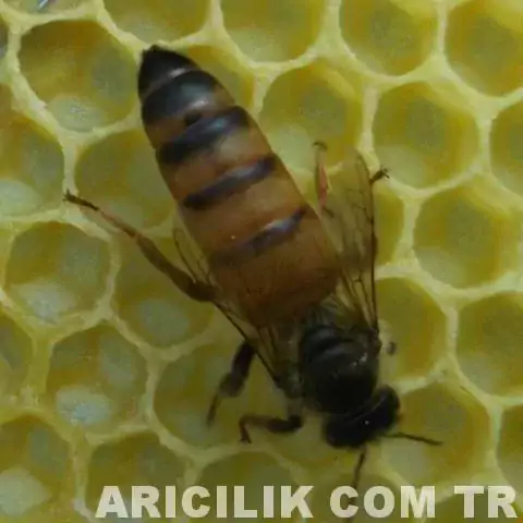 ana arı 21 jpg Ana Arı