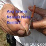 Ana Arının Kanadı Nasıl Kesilir ana arı kanadı nasıl kesilir