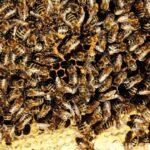 ana arı üretiminde larva seçimi