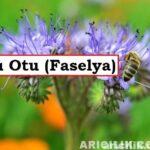 Arı Otu Yetiştiriciliği: Altın Değerinde Bir Bitki Nasıl Yetiştirilir? Arı Otu