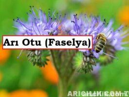 Arı Otu Yetiştiriciliği: Altın Değerinde Bir Bitki Nasıl Yetiştirilir? Arı Otu