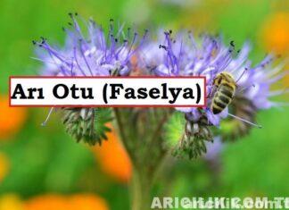 Arı Otu Yetiştiriciliği: Altın Değerinde Bir Bitki Nasıl Yetiştirilir? Arı Otu