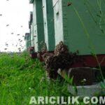 Arı Satın Alımı arı satın alımı